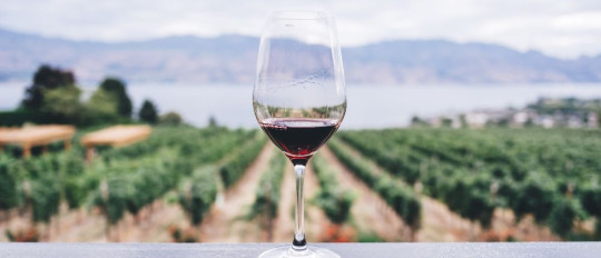 Catas de vino en la Costa Azul: explora los terruños de la Provenza